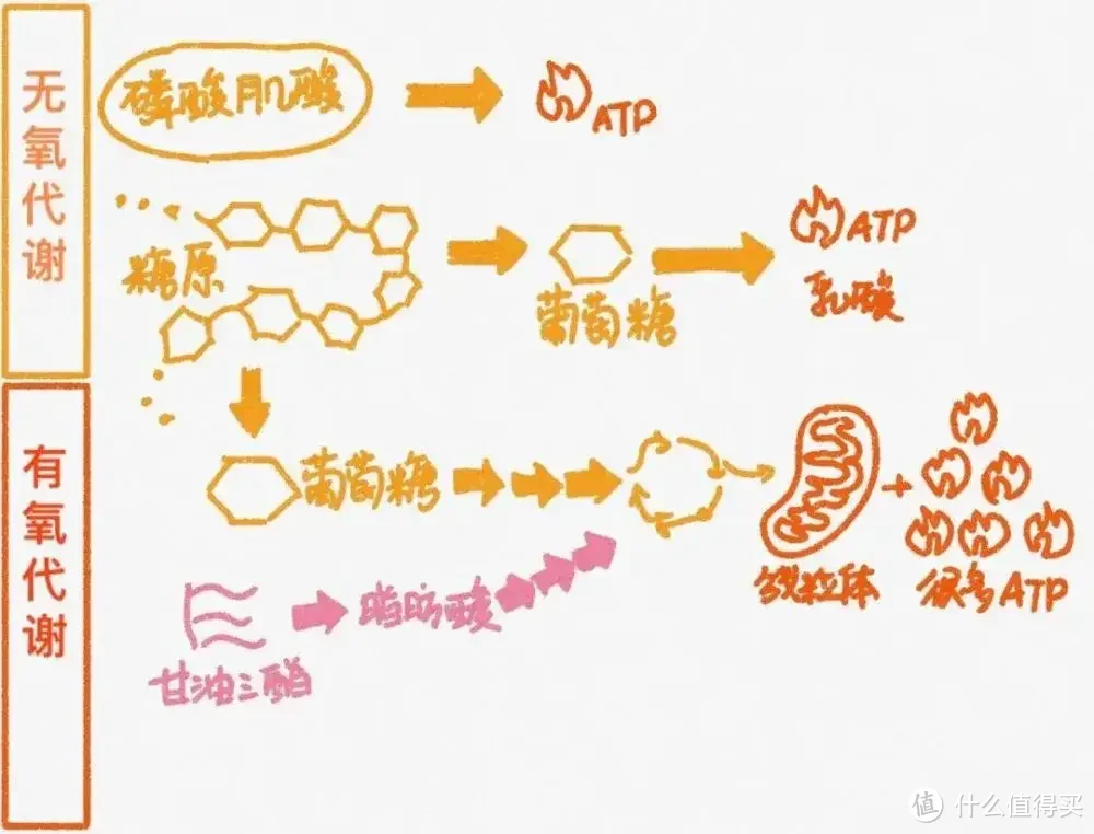 冬季适不适合健身？新手小白健身先无氧还是先有氧运动效果好？